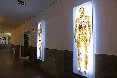 Museu de Anatomia Humana1.JPG